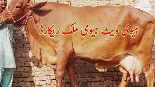 Heavey wieght Heavy milk record Cow for sale in pakistan [upl. by Champaigne913]