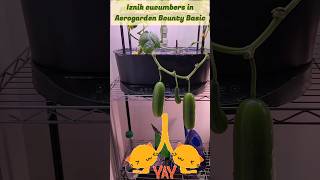 Iznik cucumbers in Aerogarden Bounty Basic hydroponics aerogarden indoorgardening garden [upl. by Lainad]