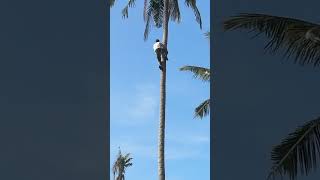 Pa tera coconut climbing [upl. by Raffaj]