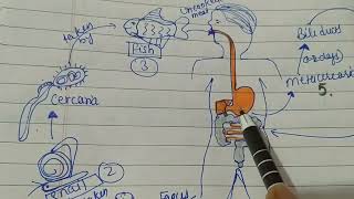 Life cycle of chlonorchis sinensistrematodsmsc zool 1st semOfficial SaNik [upl. by Marguerie595]