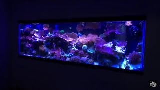 How to convert a freshwater fish tank to a saltwater coral reef fish tank [upl. by Ongun]