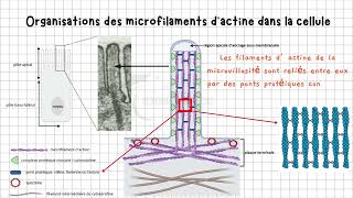 Vidéo 2 Cytosquelette  Les Microfilaments dActine Dévoilés  Structure Agencement et Fonctions [upl. by Neal]