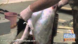 Webisode 21  How to Remove a Wild Boar Shield [upl. by Adlemy]