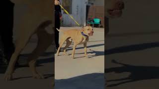 Pitbull growing up  Pitbull after to before  Pitbull Puppy shorts [upl. by Marienthal]