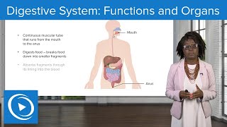 Digestive System Functions and Organs – Physiology Lecturio Nursing [upl. by Htebi919]