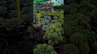 The Best Types of Cactus You Can Grow at Home  Crazy Plant Lady [upl. by Yerok420]