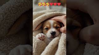 Golden Retriever Puppy Snuggled in a Cozy Blanket ❤️❤️🥰🥰🥰🥰 music pop song puppers puggles cudd [upl. by Ssyla866]