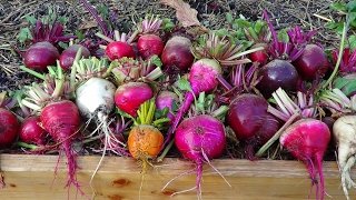 Beet Harvest  Getting Backyard Garden Ready For Spring Season [upl. by Vonni856]