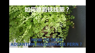 如何修剪铁线蕨  How To Trim Adiantum Maidenhair Fern [upl. by Feinleib79]