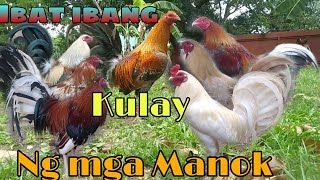 IBat ibang kulay ng Manok Panabong Borrefam Johnriot japersniper [upl. by Ecnahoy999]