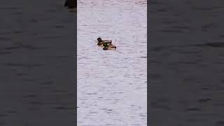 Two Mallards cruise the pondnature duck bird wildlife [upl. by Dal]