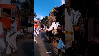 Pampady rajan ❤️ mass entry 🔥👑🐘youtubeshorts elephant pampadyrajan [upl. by Jasen464]