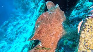 Two Giant Painted Frog Fishes Kissing Each Other In The Underwater World Of Moalboal Cebu Phils [upl. by Anh]