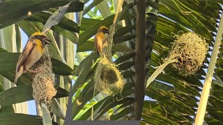 Baya weaver sounds  Baya weaver nest making  Baya weaver birds nest  Relaxing bird sounds [upl. by Oigolue]