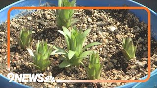 How to plant daylilies in pots [upl. by Yeblehs]