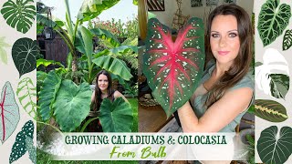 How To Grow Caladiums amp Colocasia From Bulb 💚🌱🌴✨ [upl. by Ettelocin]