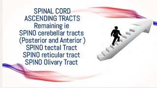 All Ascending tracts Remaining Neuroanatomy made easy regards DoctorNajeeb [upl. by Merete]