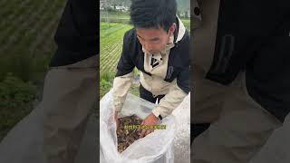 野生羊肚菌herbs natural plants 药材 garden food gardentips farming gardenlife 科普 [upl. by Dygert]