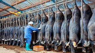 How Millions Black Pigs Farming in China FarmMeat Processing in Factory  Black Pig Farm Technology [upl. by Kilby915]