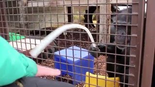 Rescued chimpanzee grooms caregiver [upl. by Denver155]