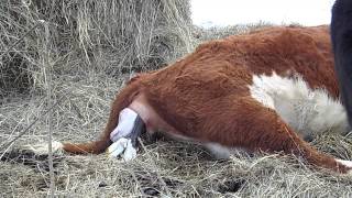 Hereford Cow Calving [upl. by Damon]