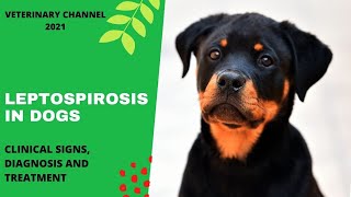 Zoonotic Disease Clinical Signs Diagnosis And Treatment Of Leptospirosis In Dogs [upl. by Watters606]