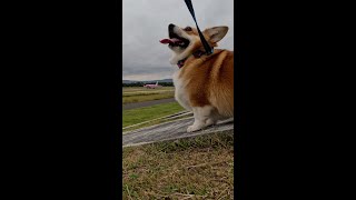 飛行機を見送るコーギー  A Corgi is watching a plane take off shorts [upl. by Innoj585]