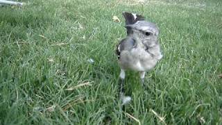 Helen the Mockingbird [upl. by Steffin]