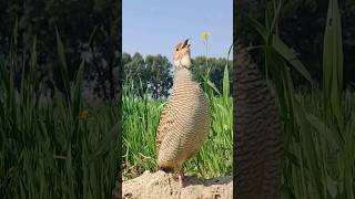 francolin bird wildlife pakbirds calling [upl. by Nuawd]