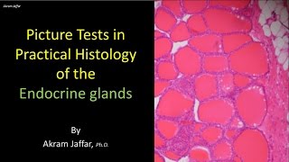 Picture test in histology of the endocrine glands [upl. by Millian]