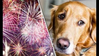 HELP YOUR DOG THROUGH THE STRESS amp ANXIETY OF FIREWORKS [upl. by Almond996]