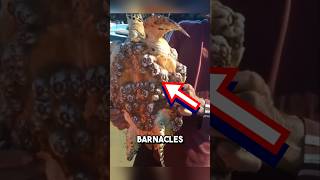 Removing barnacles is extremely satisfying 😱 shorts barnacles [upl. by Ynahirb]