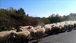 Pecore per strada in Sardegna [upl. by Nesyt]