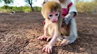 Help a baby monkey lost from its mother in the forest touching love of animals [upl. by Lanette]