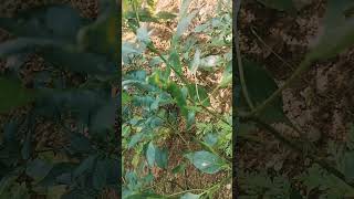 How to grow green chillies at home commentsubscribe like ytshorts ytviral youtubeshorts [upl. by Jankell631]