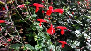 Salvia Coccinea  Scarlet Sage  Tropical Sage HD 01 [upl. by Trevorr]