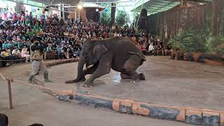 Gajah Duduk tapi bukan sarung loh yah tamansafariindonesiaprigen tamansafari fyp [upl. by Curren]