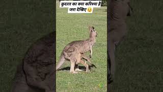 Mother is mothergod naturelovers kangaroo australia reelsvideo [upl. by Hgielrak]