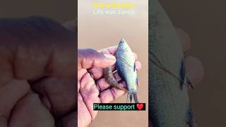 Fish and prawn life was saved arcade fishing fish prawn [upl. by Acinomed246]