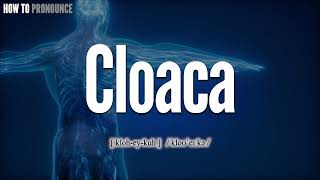 Cloaca Pronunciation  How to Pronounce say Cloaca CORRECTLY  Meaning Definition [upl. by Edita]