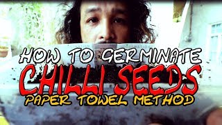 How to Germinate Chilli Seeds on Paper Towel Method [upl. by Flatto]