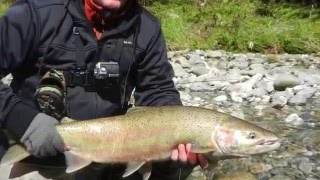 Deep Creek Lodge Skeena Steelhead fishing [upl. by Norse444]