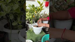 New plants repotting update 8 gardening gardenflowers croton newplant plants indoorplants [upl. by Leban354]