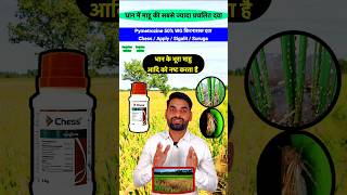 👌 भूरा माहू के लिए दवा 👌Dhan me mahu ki dawa  Syngenta Chess insecticide dhankikheti shorts [upl. by Arytas]