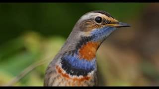 藍喉歌鴝 Bluethroat  20190227 [upl. by Azirb]