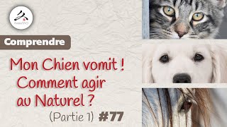 77 Mon Chien  Chat vomit que faire  Partie 1 Et comment agir au Naturel [upl. by Quickman]