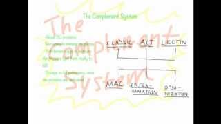 Complement System Overview [upl. by Truitt]