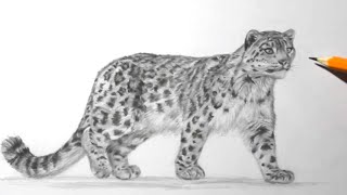 How to Draw a Snow Leopard  Pencil Drawing and Shading [upl. by Aihtnyc]