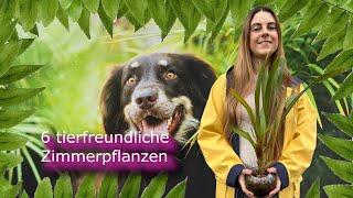 6 tierfreundliche Zimmerpflanzen [upl. by Mabel]