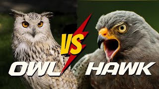 OWL VS HAWK  5 Surprising Differences You Never Knew About [upl. by Lecia]